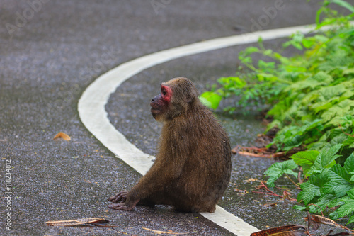 Stump-tailed macaque (Macaca arctoides ) in nature