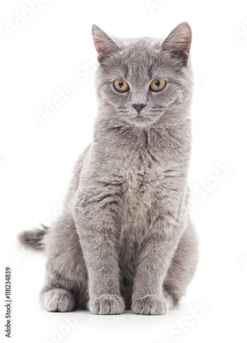 Fototapeta Naklejka Na Ścianę i Meble -  Gray kitten.