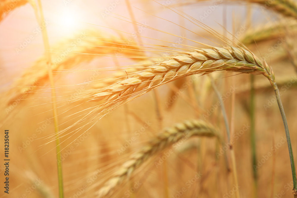 majestic views. Wheat field . Golden wheat ears close-up majestic views. Wheat field . Golden wheat ears close-up