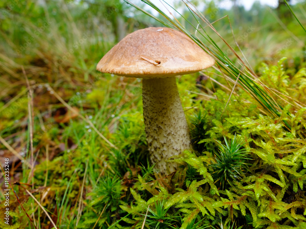 Mushroom Boletus young tight growing in the forest. Edible tasty mushroom. The harvest season of mushrooms for food. The gifts of wild nature to humans. Mushroom Boletus young tight growing in the forest. Edible tasty mushroom. The harvest season of mushrooms for food. The gifts of wild nature to humans.