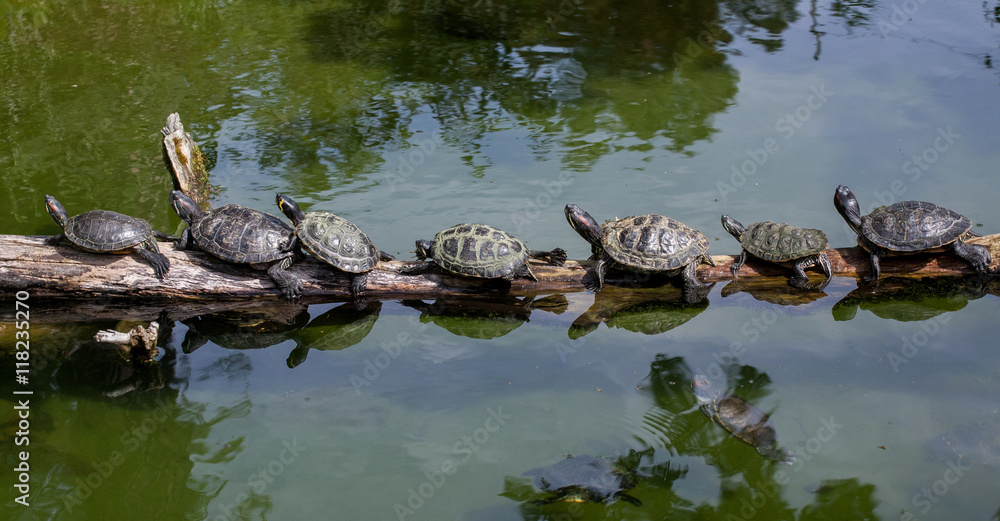 Turtle family