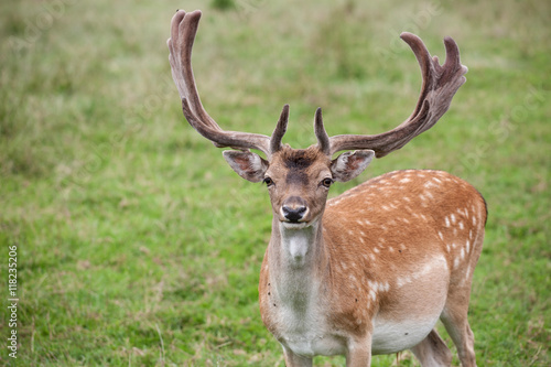 Fallow deer  