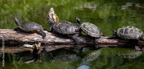 Turtle family 