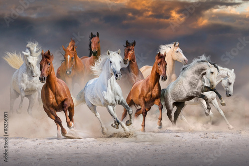 Obraz na plátně Horse herd run fast in desert dust against dramatic sunset sky