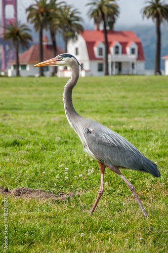 Crane grus in front of Golden Gate Bridge  San Francisco  California.