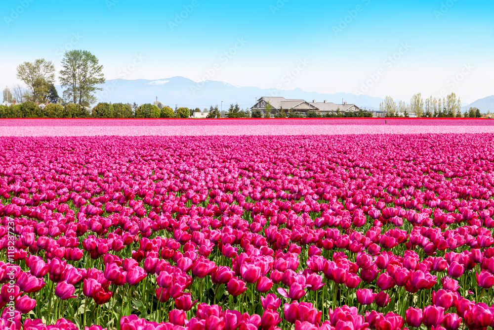 Vibrant fields of colorful tulips carpet. Skagit valley tulip festival