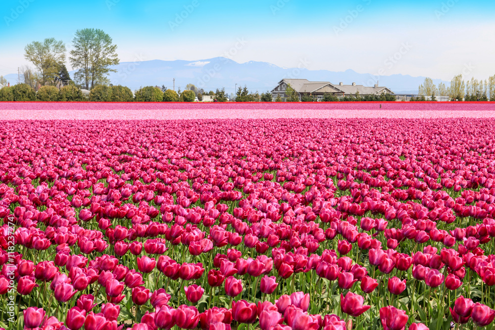 Vibrant fields of colorful tulips carpet. Skagit valley tulip festival Vibrant fields of colorful tulips carpet. Skagit valley tulip festival