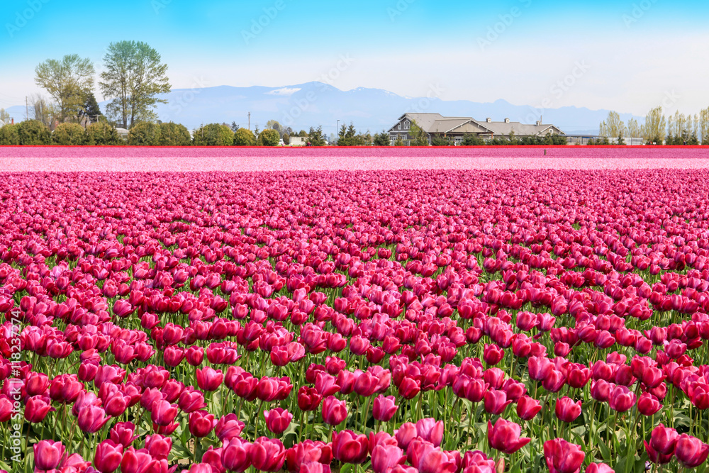 Vibrant fields of colorful tulips carpet. Skagit valley tulip festival