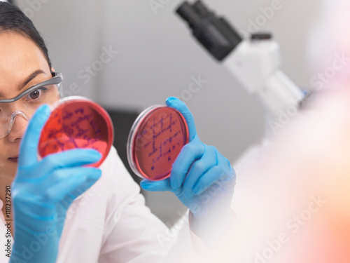 Scientist examining microbiological cultures in a petri dish photo