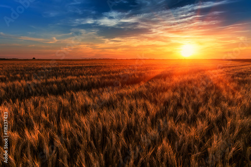 fantastic colorful sunset over wheat field. ears of cereal  under the influence of sunlight