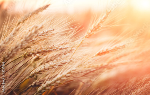 Wheat field at sunset. golden ears of wheat or rye  close-up. soft light effect. small depth of field