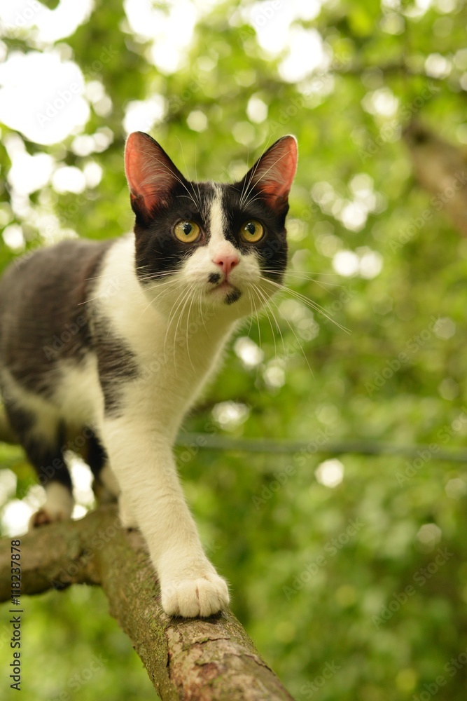 Черно-белый кот идет по ветке дерева летом.