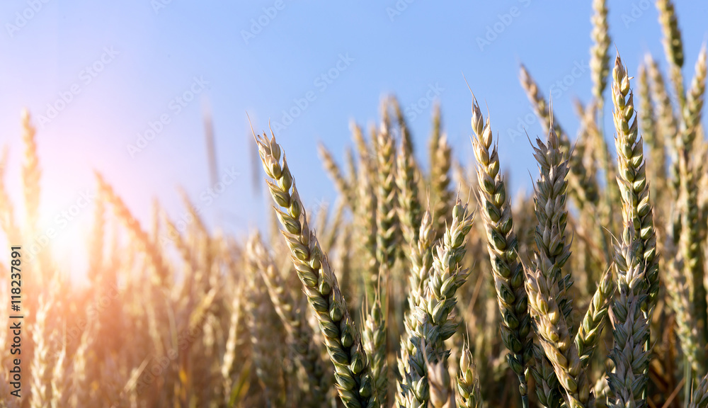 Wheat field. green ears of wheat or rye on perfect blue sky background