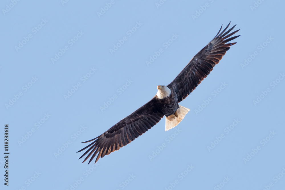 Obraz premium A Bald Eagle Soars through the Sky