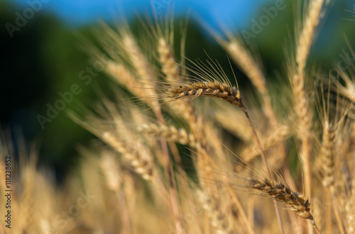 golden ears of wheat or rye. close up. under the influence of sunlight