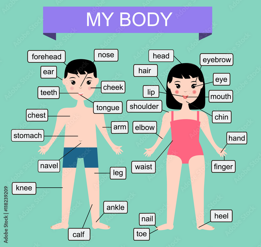 My body. Learning human parts of body. Educational vector illustration