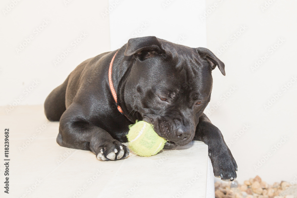 Portrait of a Staffordshire Bull Terrier dog lying down outside on white stone. He has a tennis ball in his mouth. He is holding it gently. His paw his hanging down.
