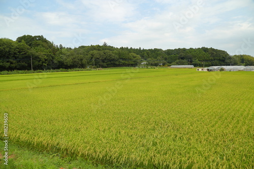 Rice paddy. It's in Inzai-shi, Chiba. The green fields and the open rice paddy are the very comfortable landscape.