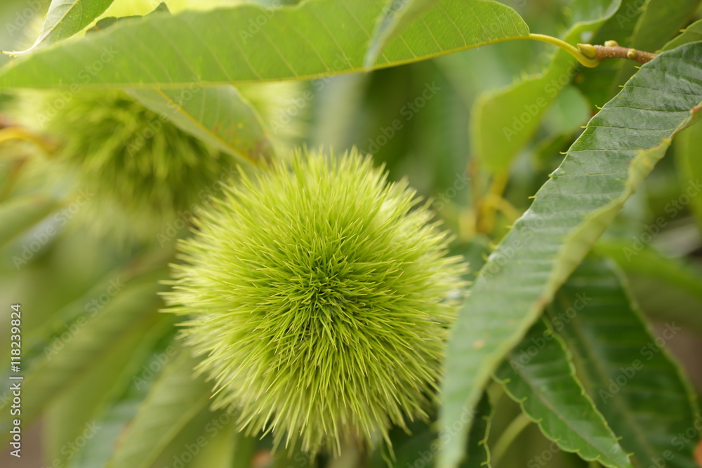 The chestnut in case which is still young. Autumn comes in brown and good chestnuts would come. The chestnut in case which is still young. Autumn comes in brown and good chestnuts would come.