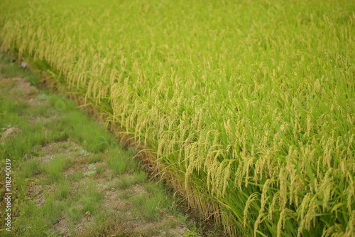 Rice paddy. It's in Inzai-shi, Chiba. The green fields and the open rice paddy are the very comfortable landscape.