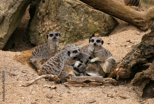 Meerkat Suricata suricatta Family