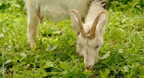 Коза ест траву на лужайке летом