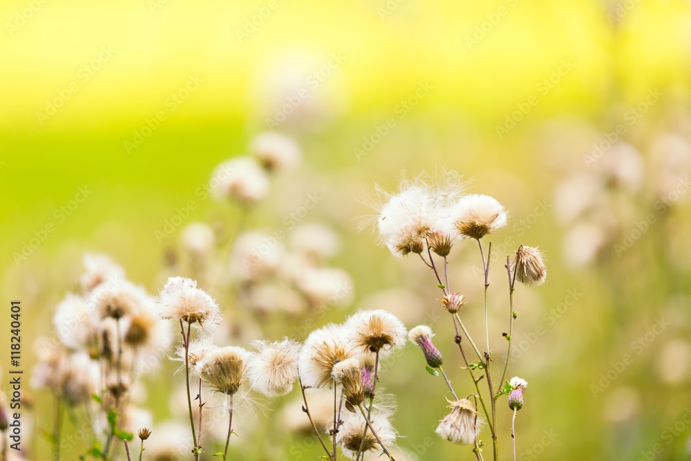 Thistle withered flowers in nice light Thistle withered flowers in nice light