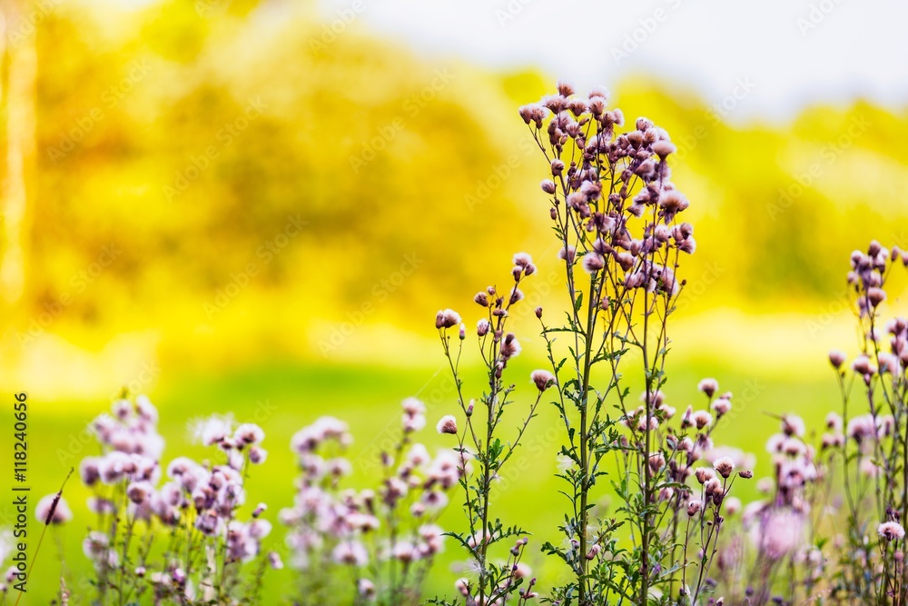 Fototapeta premium Thistle withered flowers in nice light