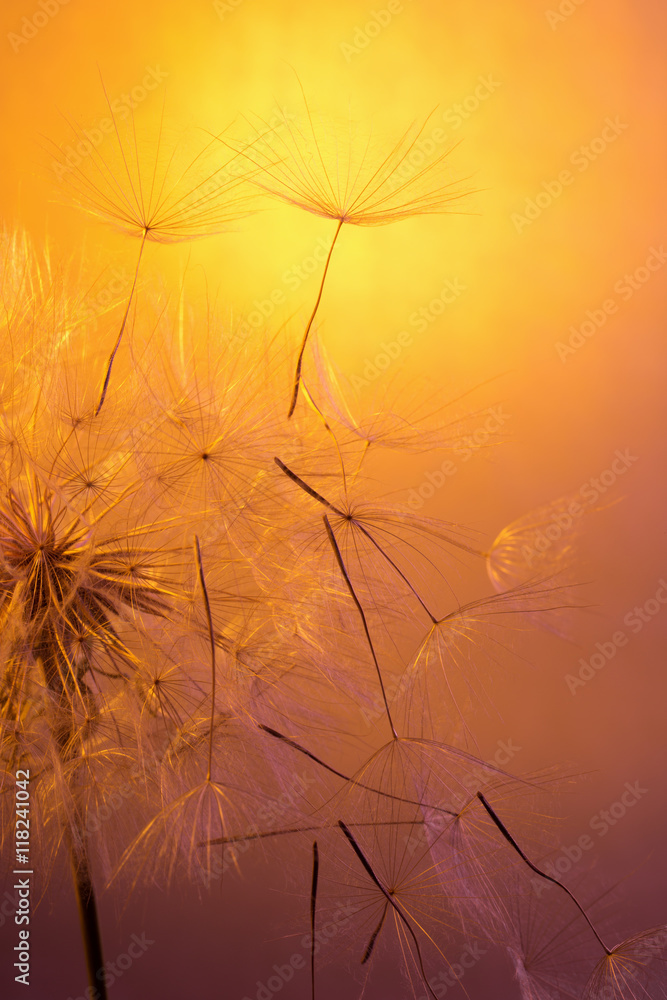 Fototapeta dandelion on a orange background