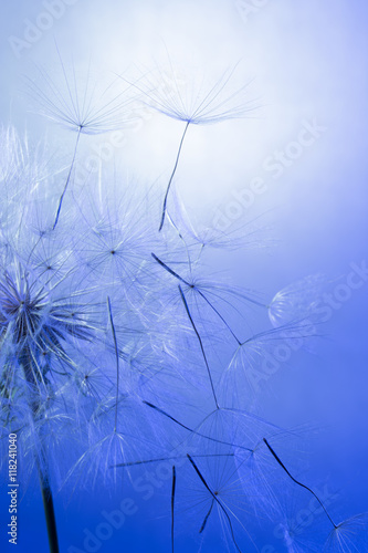 Fototapeta Naklejka Na Ścianę i Meble -  dandelion on a blue background