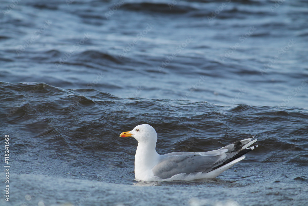 European herring gull. Seagull afloat European herring gull. Seagull afloat