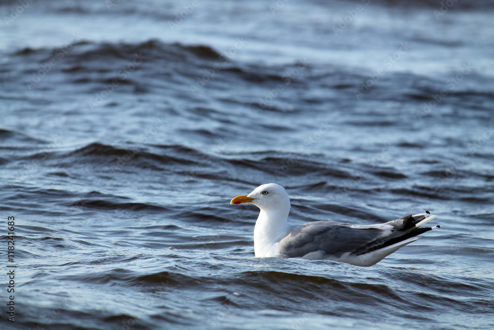 European herring gull. Seagull afloat European herring gull. Seagull afloat