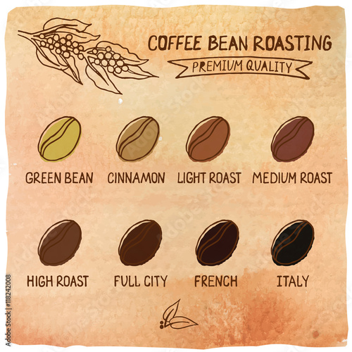 Vector illustration of coffee beans showing various stage  roasting from the green bean through to a dark roast