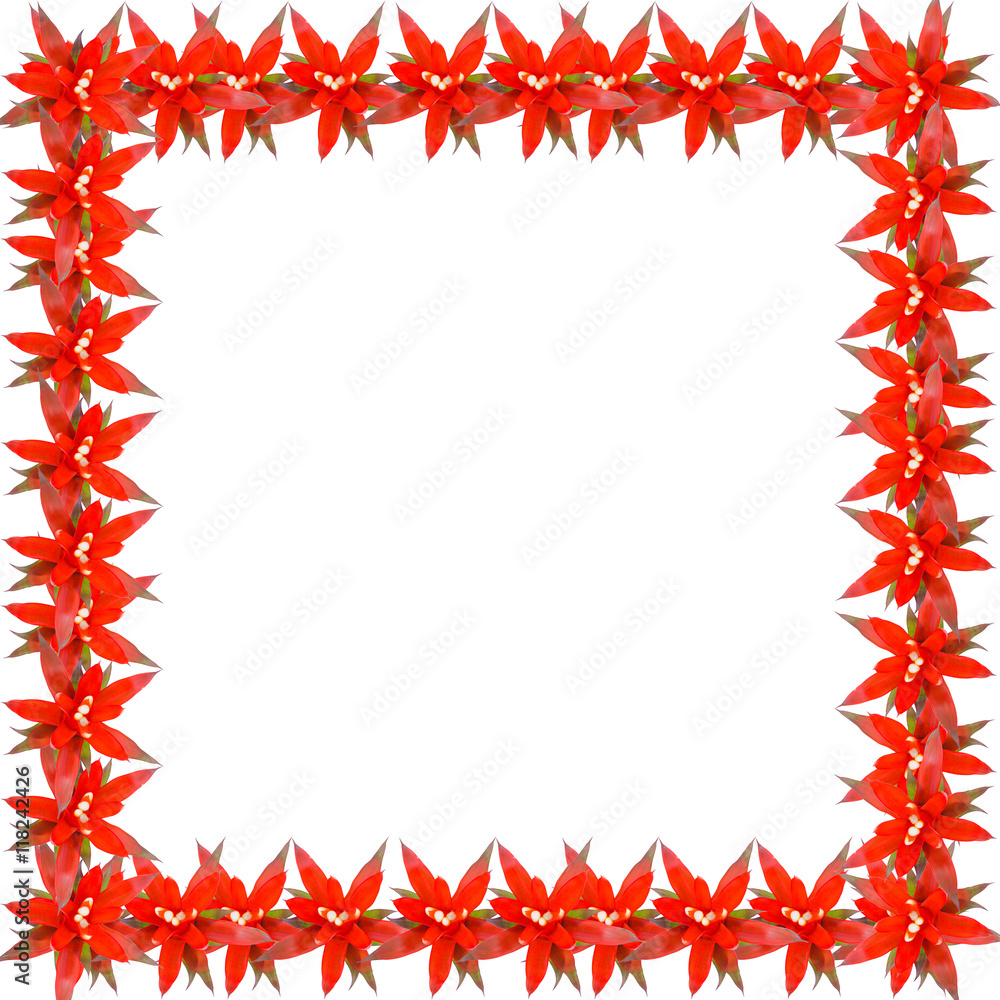 Obraz premium Bromeliad frame isolated on white background