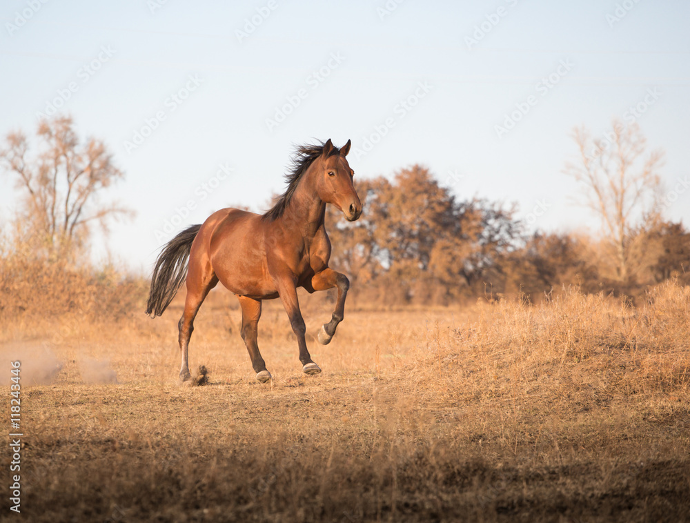 brown horse runs on the yellow grass on the sky background brown horse runs on the yellow grass on the sky background