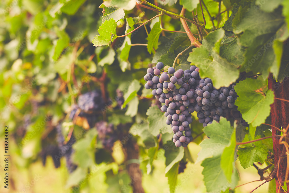 Branch of red wine grapes, toned Branch of red wine grapes, toned