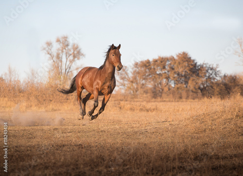 brown horse runs on the yellow grass on the sky background