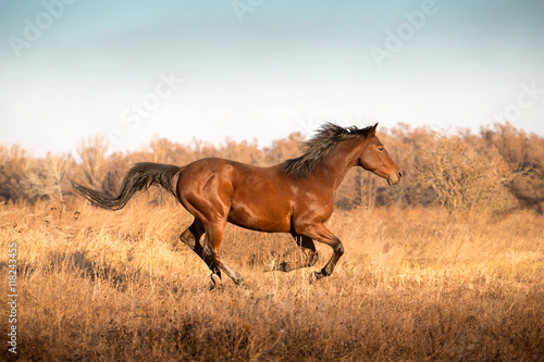 brown horse runs on the yellow grass on the sky background