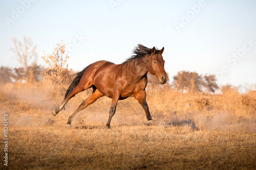 Fototapeta Naklejka Na Ścianę i Meble -  brown horse runs on the yellow grass on the sky background