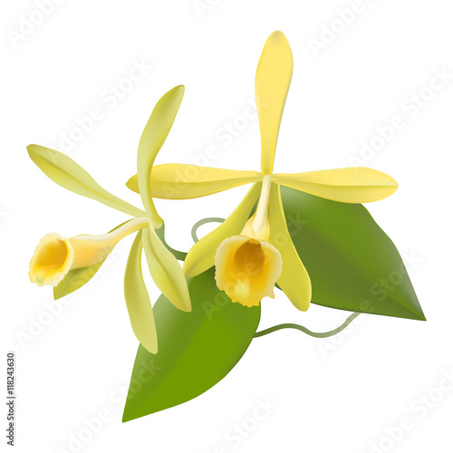 Vanilla Orchid  (Vanilla planifolia)
Hand drawn vector illustration of vanilla flowers, including leaves and aerial roots, on transparent background.
