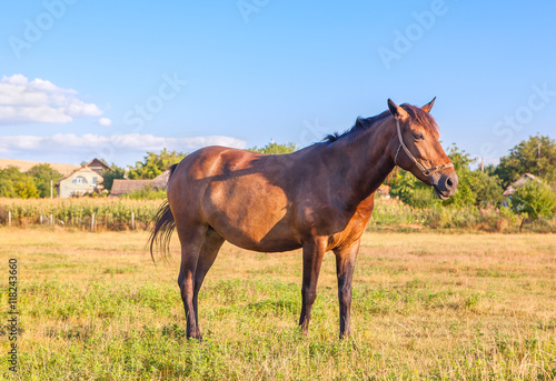 horse on pasture