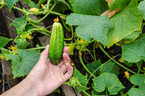 female hand plucks a ripe cucumber from garden bed on rainy day