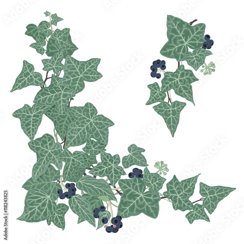 Ivy - Hedera helix
Hand drawn vector illustration of intertwined ivy branches with lacy leaves and berries on transparent background..  
