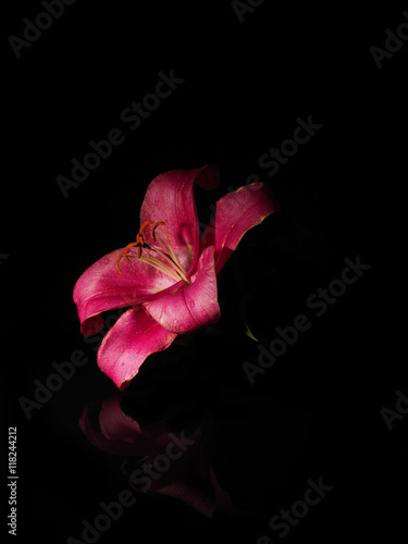 Beautiful red lily on a black background