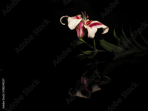 Beautiful white-red lily on a black background