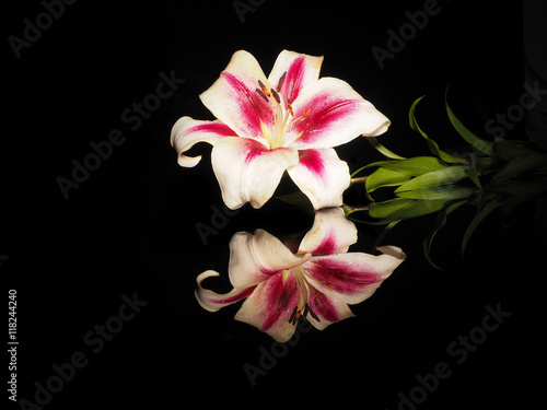 Beautiful white-red lily on a black background © arsenypopel