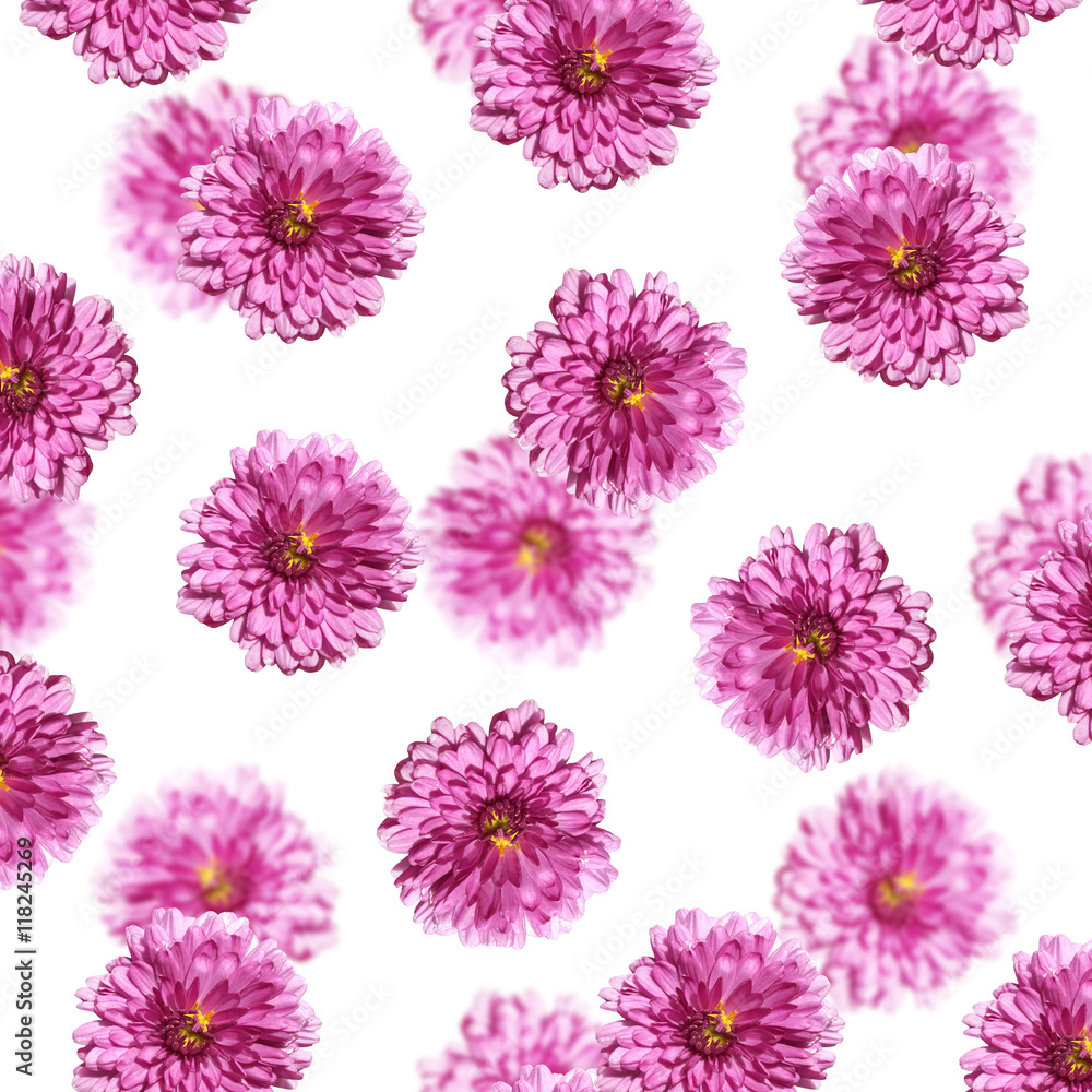 Beautiful floral background of purple chrysanthemums Beautiful floral background of purple chrysanthemums