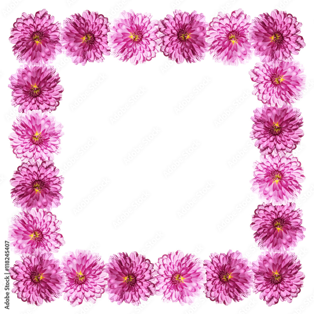 Beautiful floral background of purple chrysanthemums Beautiful floral background of purple chrysanthemums