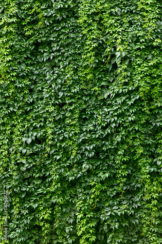 wall covered with vines