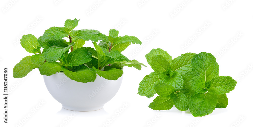 mint leaf on white background mint leaf on white background
